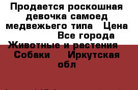 Продается роскошная девочка самоед медвежьего типа › Цена ­ 35 000 - Все города Животные и растения » Собаки   . Иркутская обл.